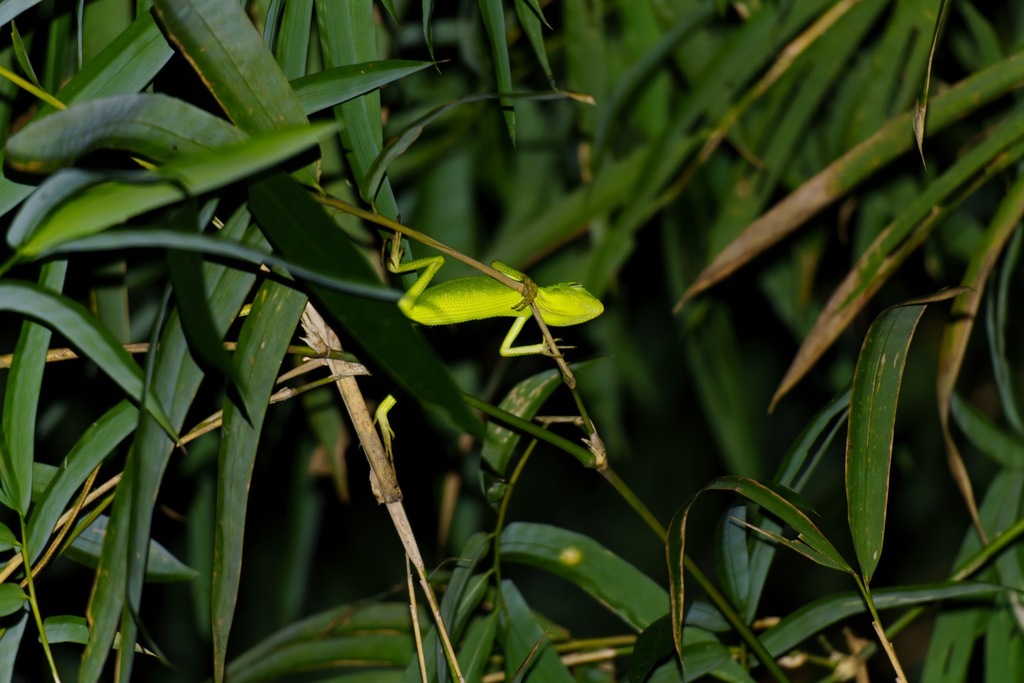 Maned Forest Lizard — Borneo wildlife, book, free download, jungle tour, herp tour