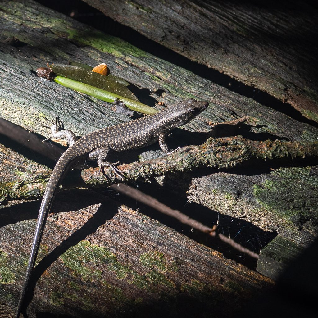Mangrove Skink — Borneo wildlife, book, free download, jungle tour, herp tour