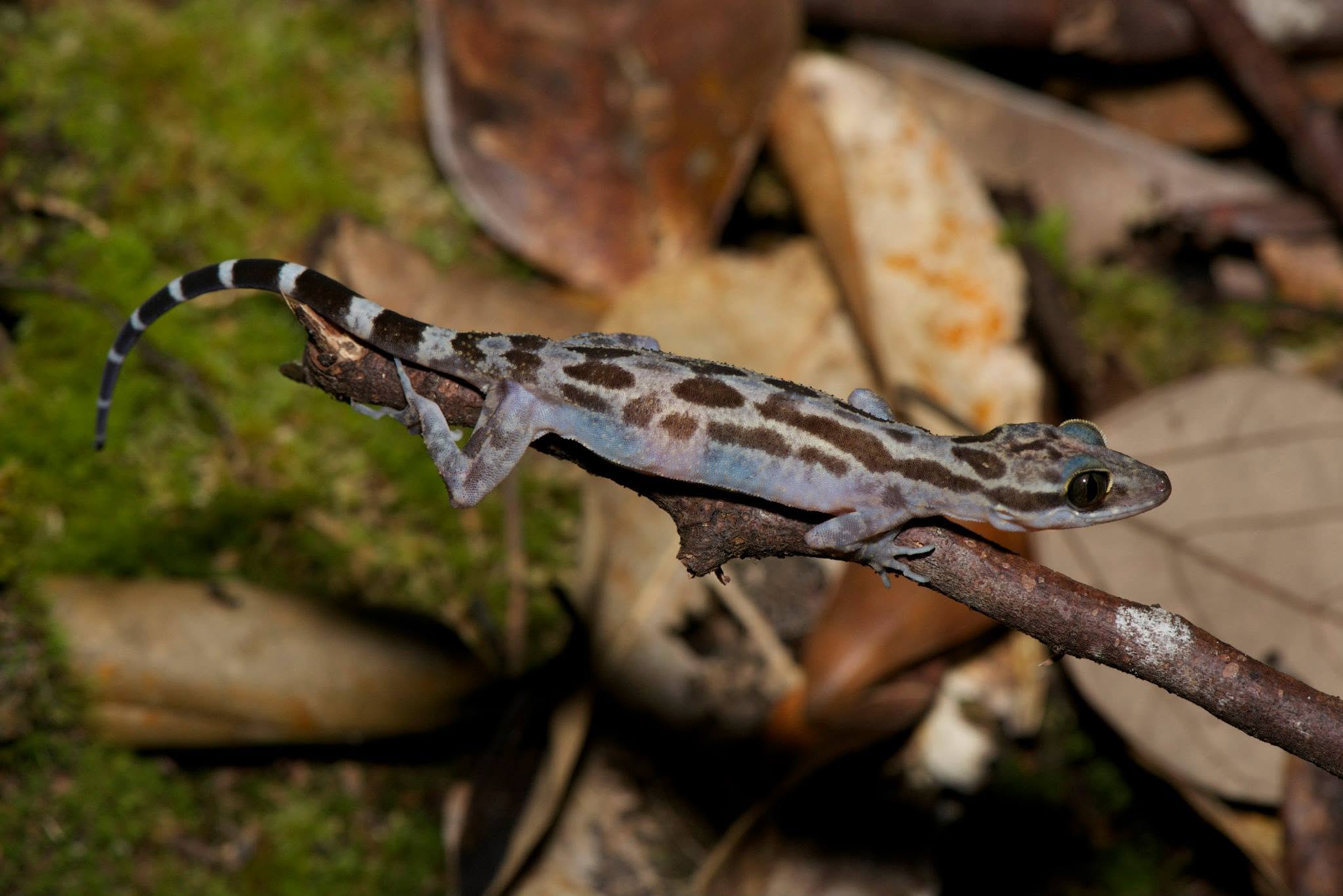 Marbled Bent-toed Gecko — Borneo wildlife, book, free download, jungle tour, herp tour
