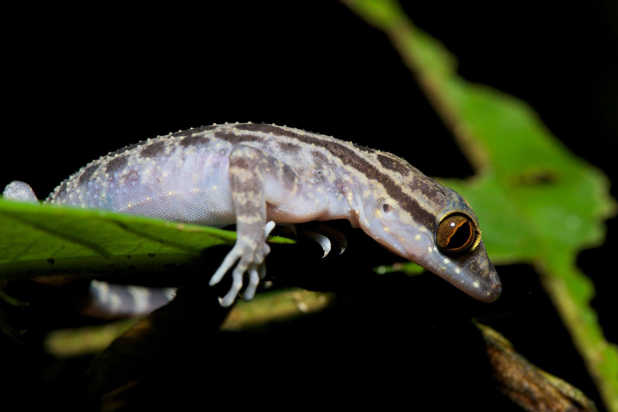 Marbled Bent-toed Gecko — Borneo wildlife, book, free download, jungle tour, herp tour