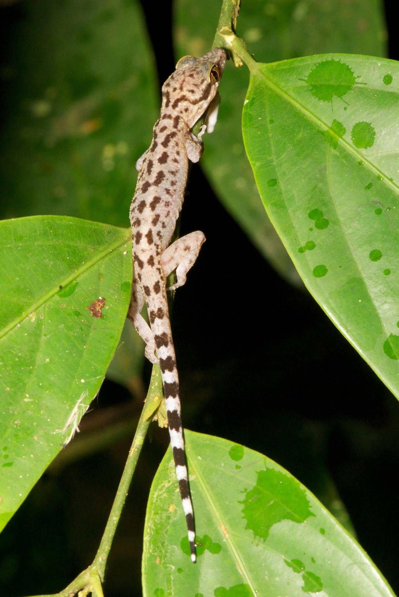 Marbled Bent-toed Gecko — Borneo wildlife, book, free download, jungle tour, herp tour
