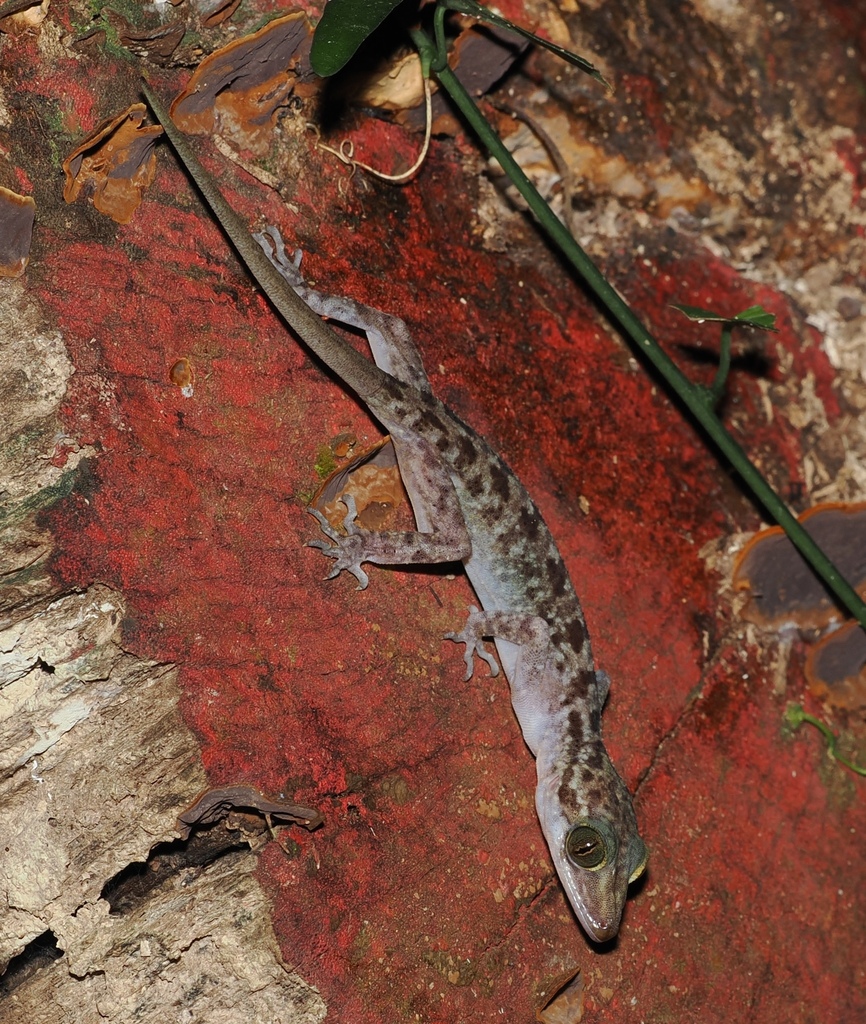 Miri Bent-toed Gecko — Borneo wildlife, book, free download, jungle tour, herp tour