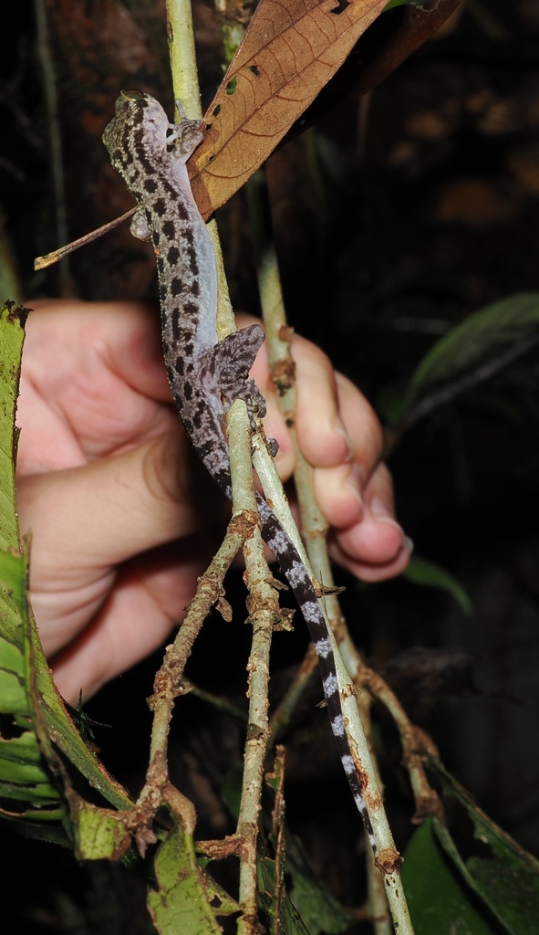 Miri Bent-toed Gecko — Borneo wildlife, book, free download, jungle tour, herp tour