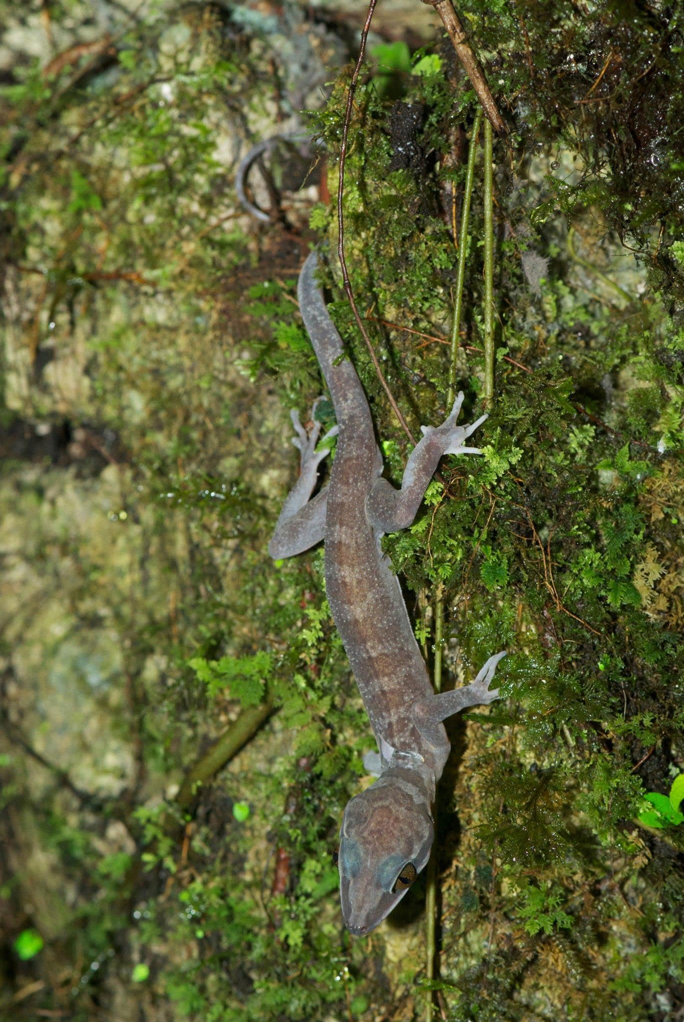 Niah Cave Gecko — Borneo wildlife, book, free download, jungle tour, herp tour