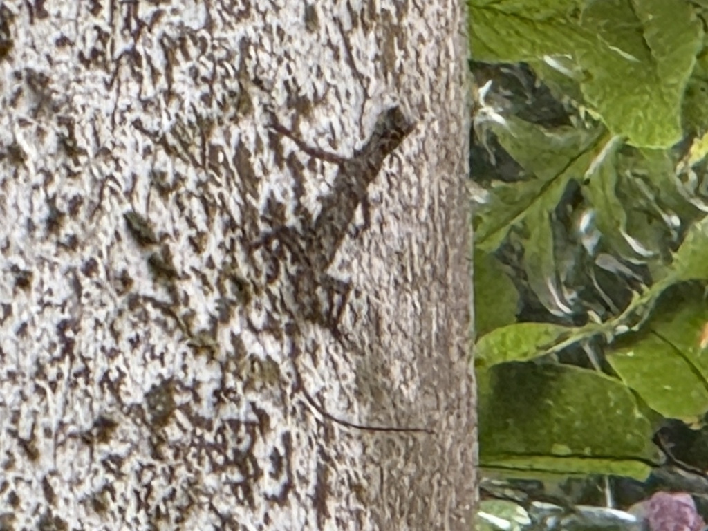 Obscure Flying Lizard — Borneo wildlife, book, free download, jungle tour, herp tour