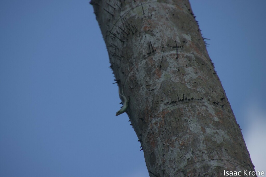 Olive Tree Skink — Borneo wildlife, book, free download, jungle tour, herp tour