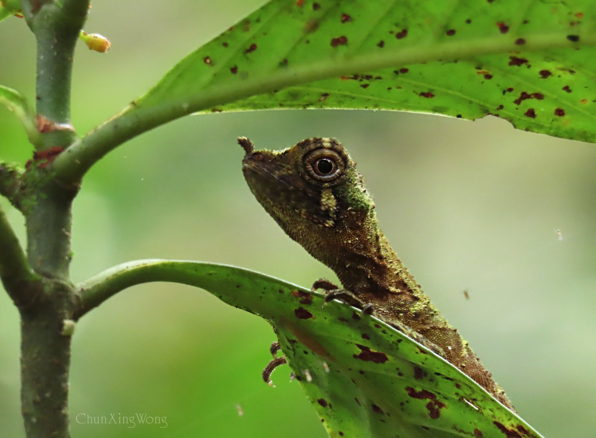 Ornate Earless Agamid — Borneo wildlife, book, free download, jungle tour, herp tour