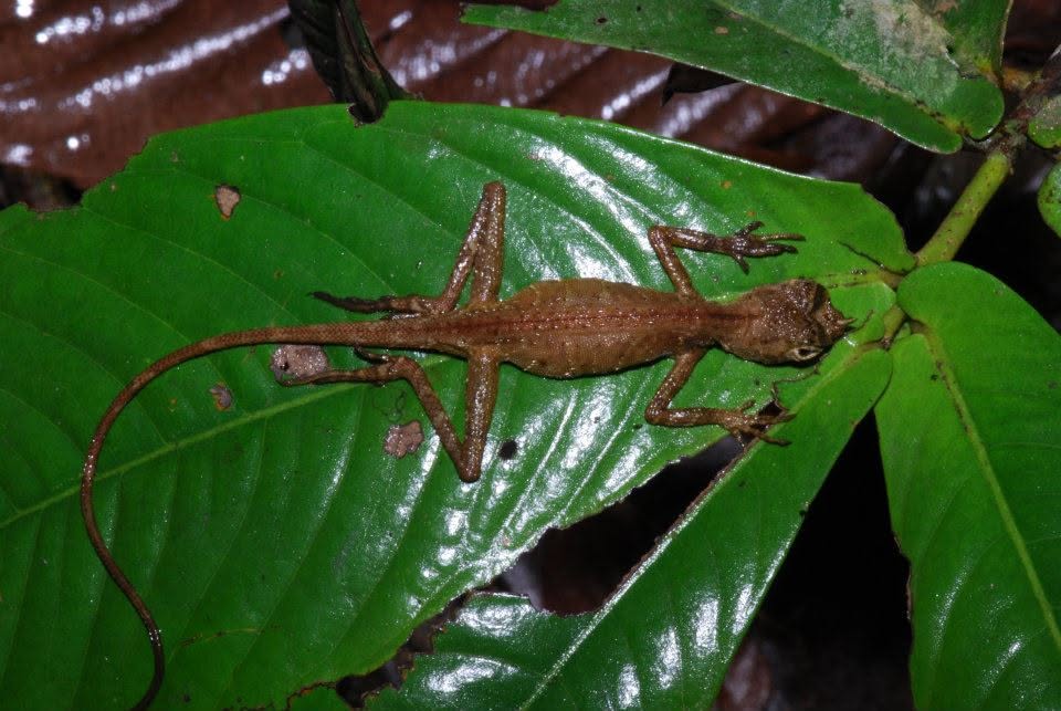 Ornate Earless Agamid — Borneo wildlife, book, free download, jungle tour, herp tour