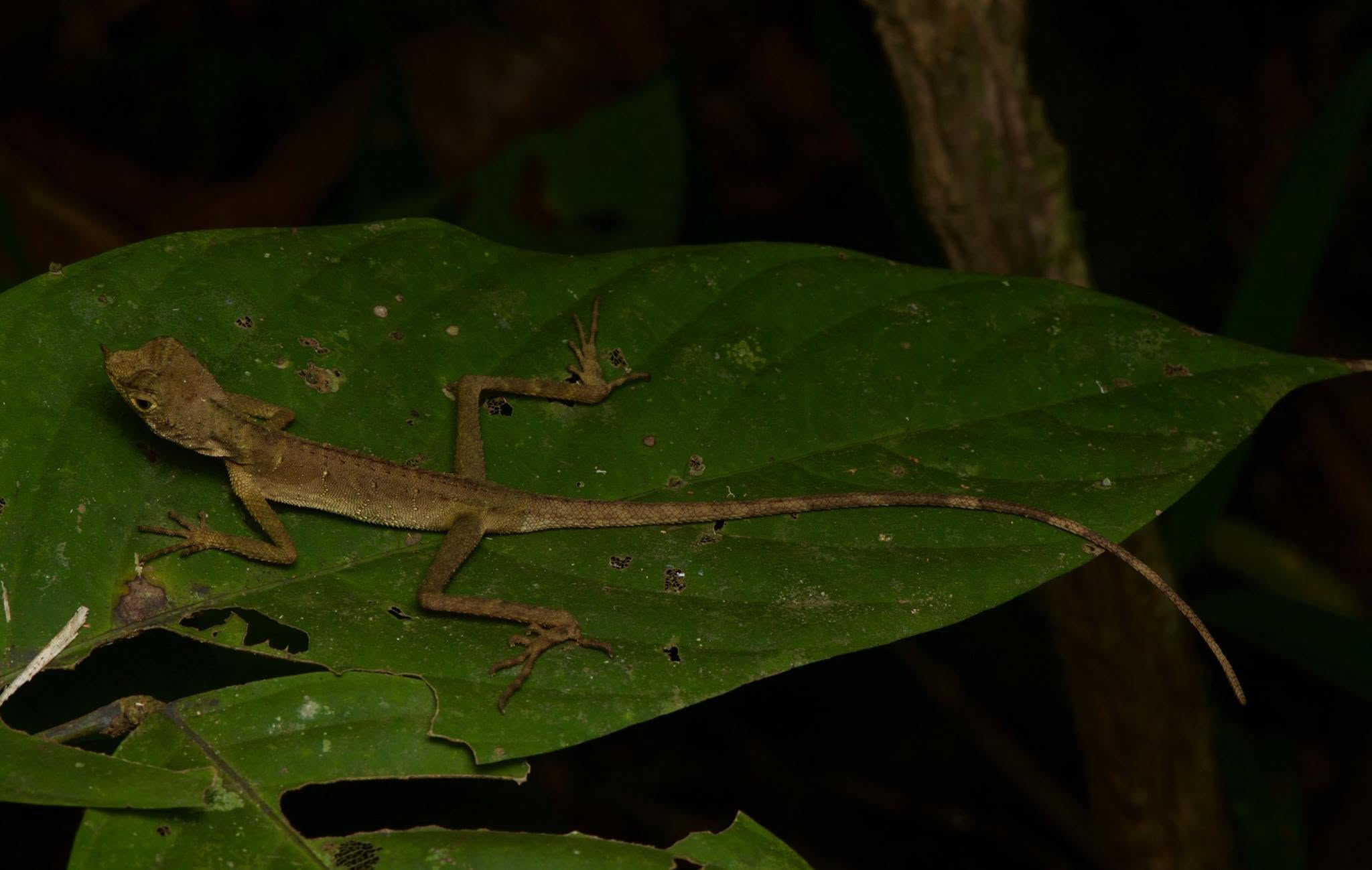 Ornate Earless Agamid — Borneo wildlife, book, free download, jungle tour, herp tour
