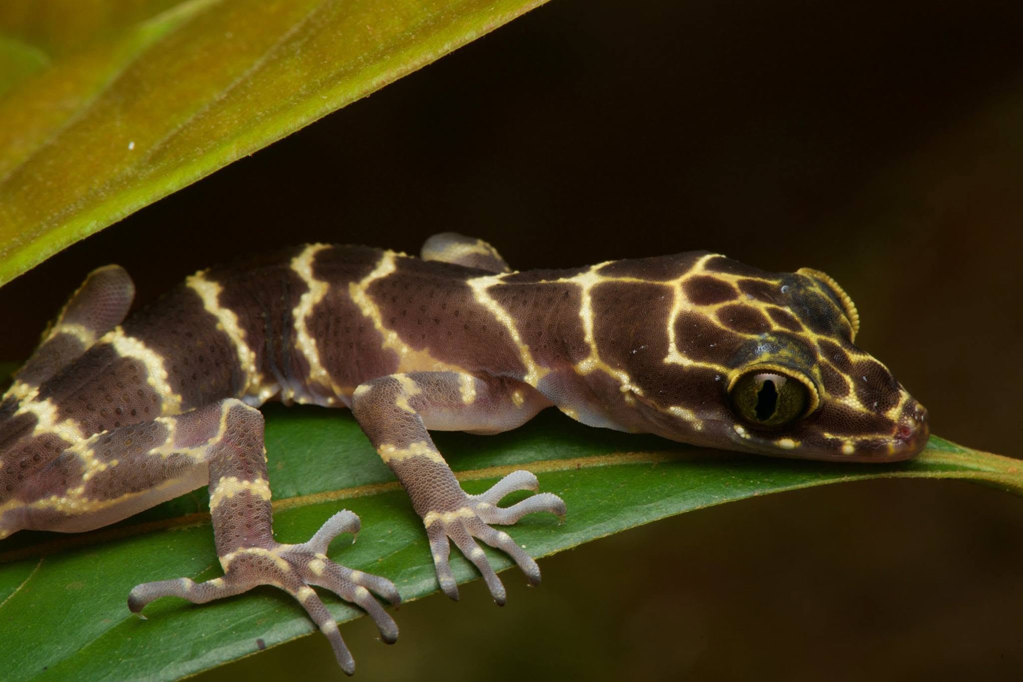 Peter's Bent-toed Gecko — Borneo wildlife, book, free download, jungle tour, herp tour