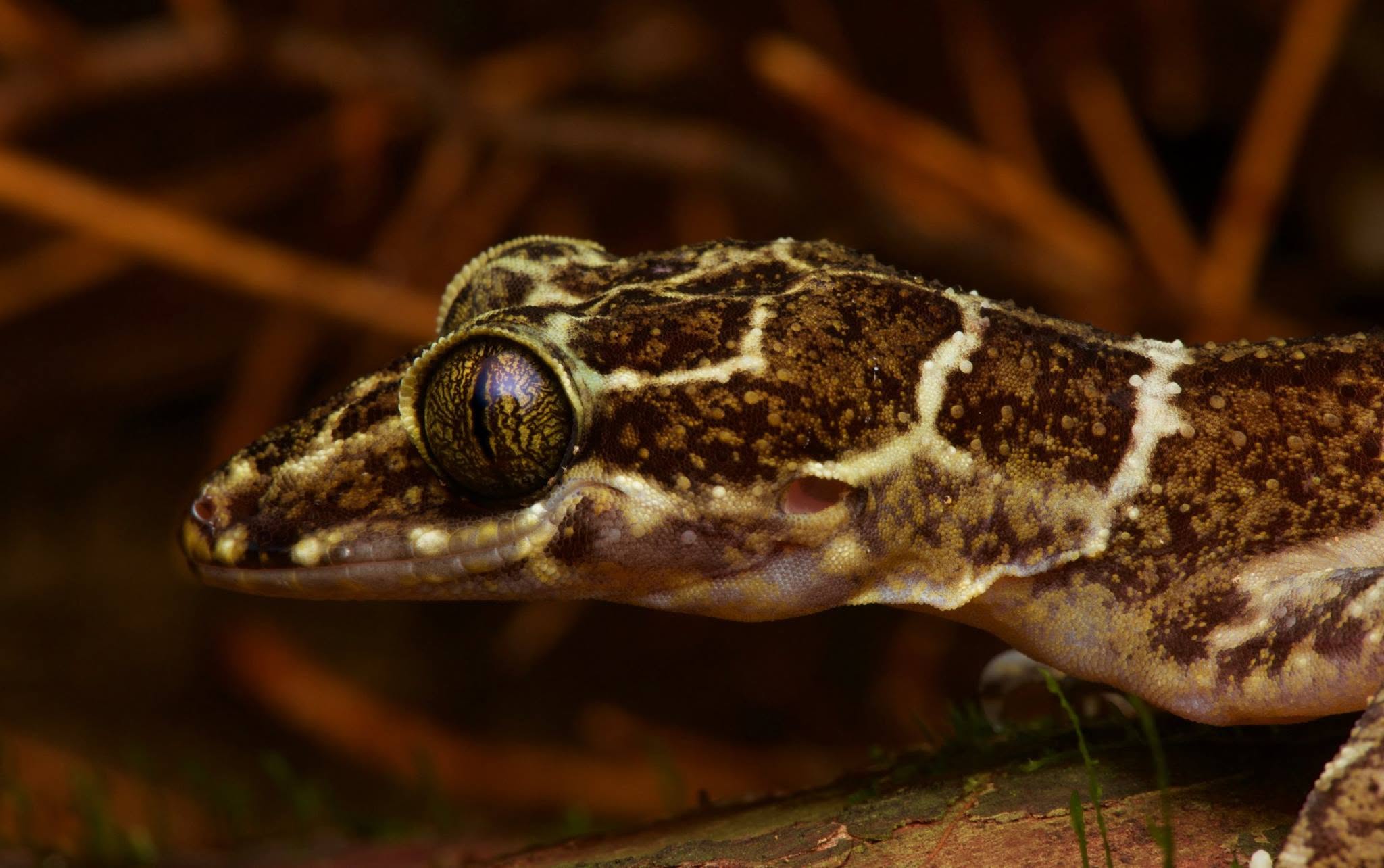 Peter's Bent-toed Gecko — Borneo wildlife, book, free download, jungle tour, herp tour