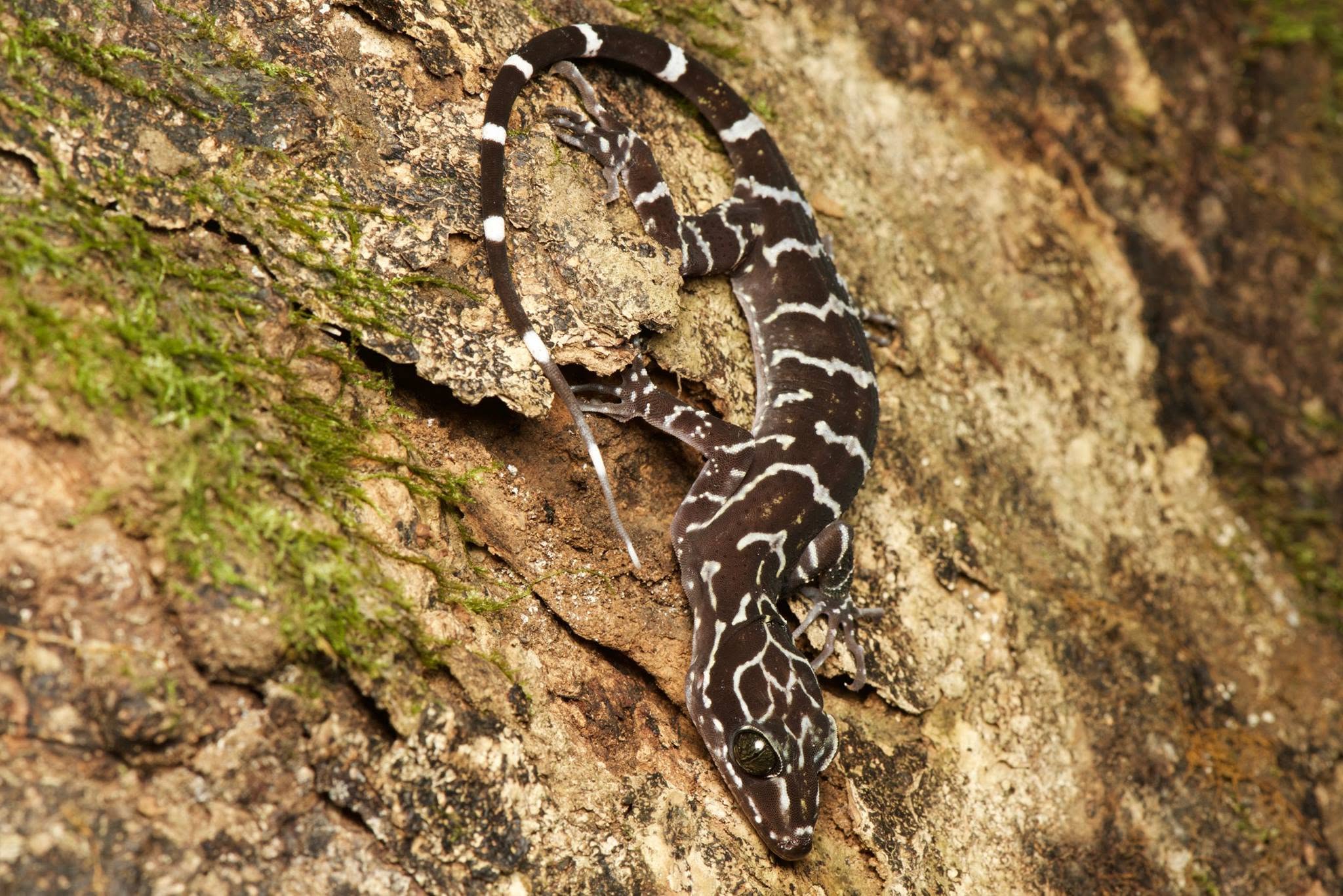 Peter's Bent-toed Gecko — Borneo wildlife, book, free download, jungle tour, herp tour