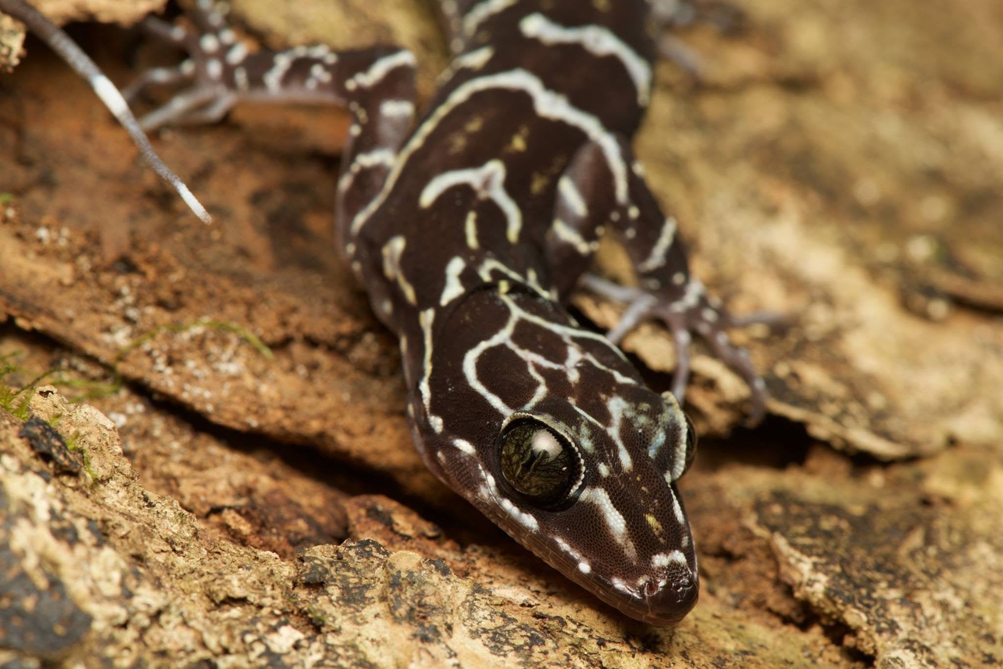 Peter's Bent-toed Gecko — Borneo wildlife, book, free download, jungle tour, herp tour