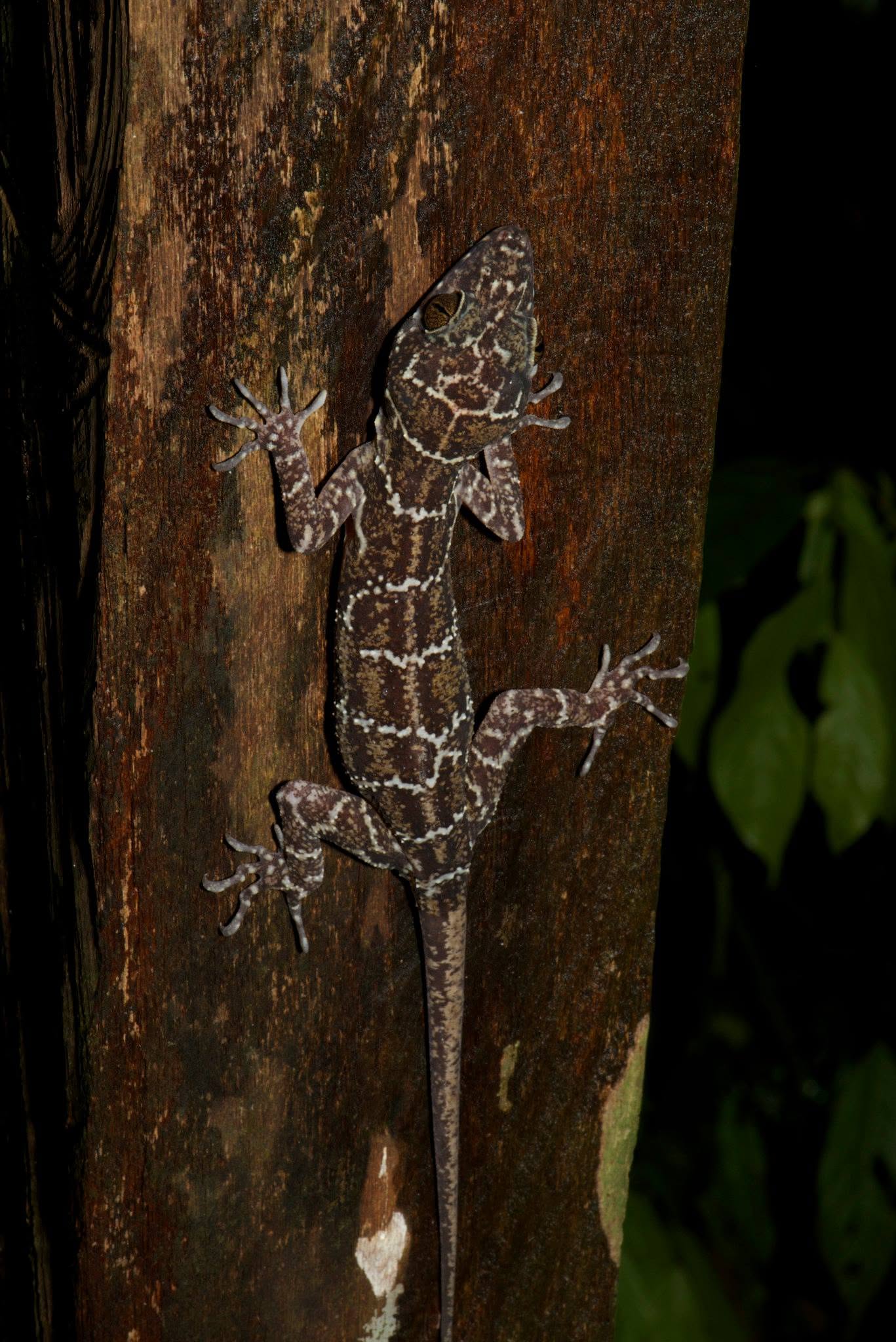 Peter's Bent-toed Gecko — Borneo wildlife, book, free download, jungle tour, herp tour