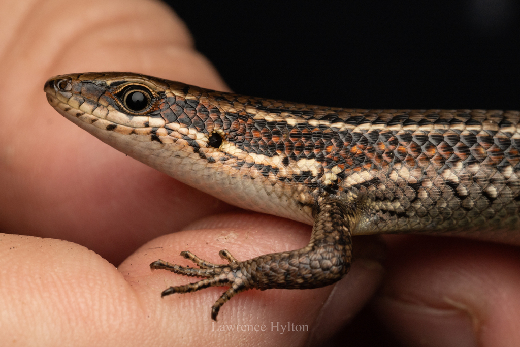 Philippine Ground Skink — Borneo wildlife, book, free download, jungle tour, herp tour