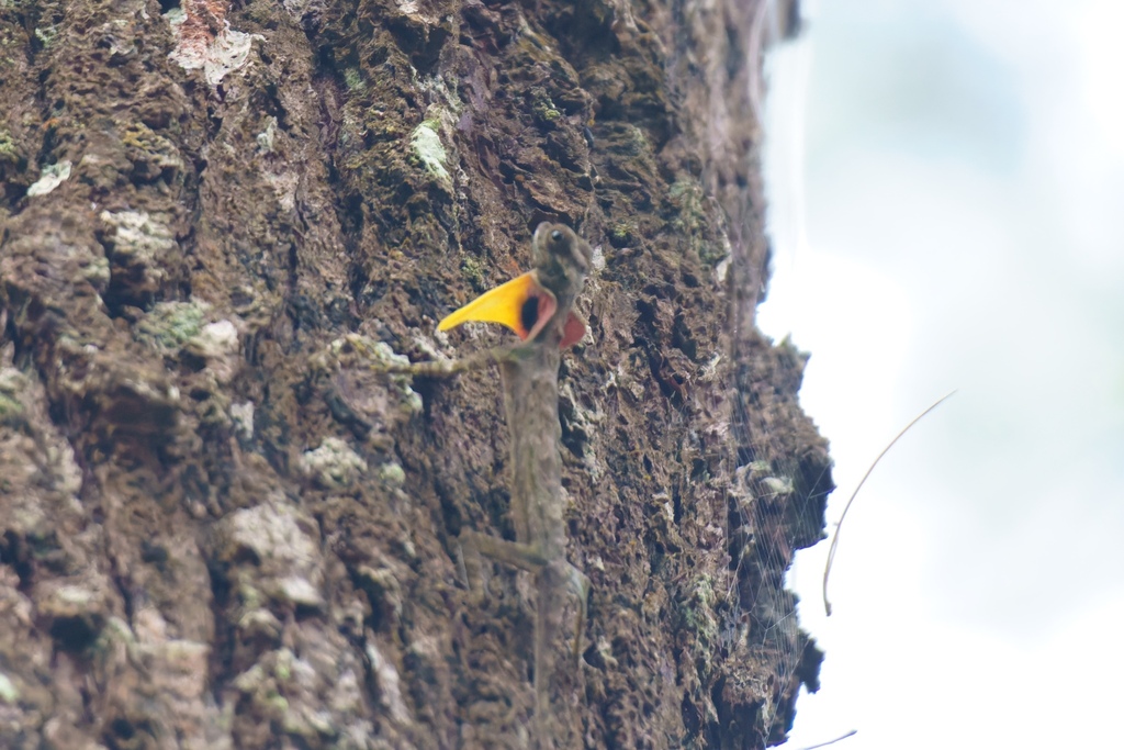 Red-bearded Flying Lizard — Borneo wildlife, book, free download, jungle tour, herp tour