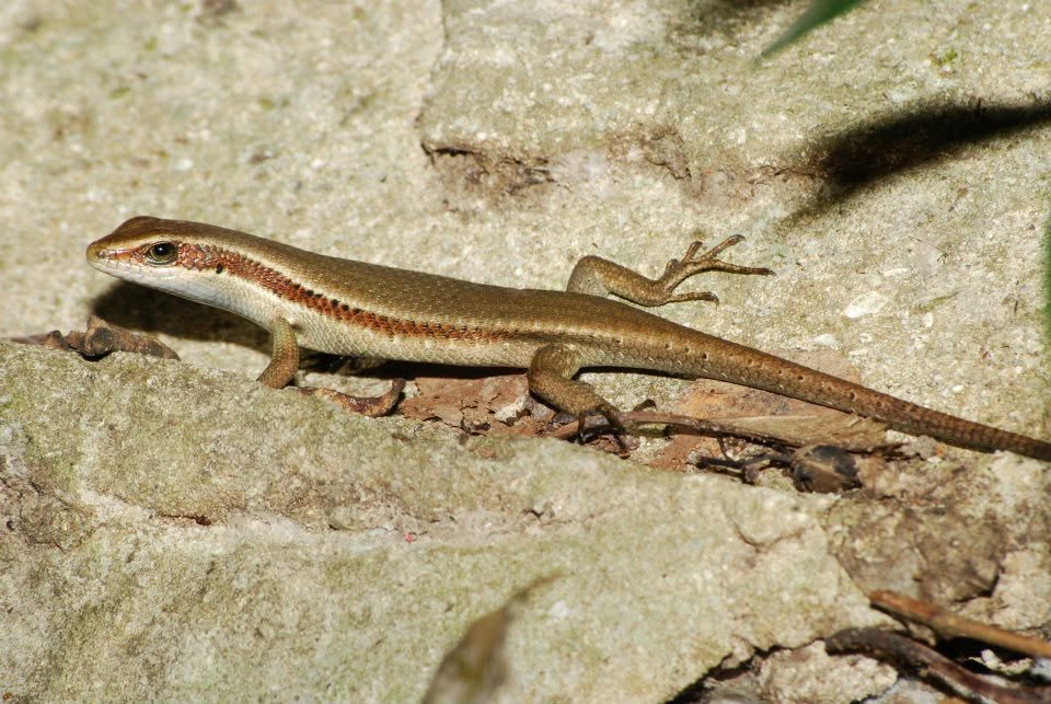 Red-throated Ground Skink — Borneo wildlife, book, free download, jungle tour, herp tour