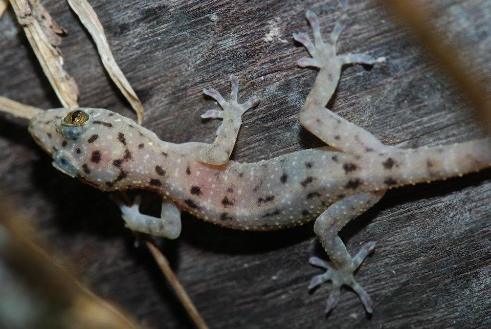 Rock Gecko (sp.) — Borneo wildlife, book, free download, jungle tour, herp tour