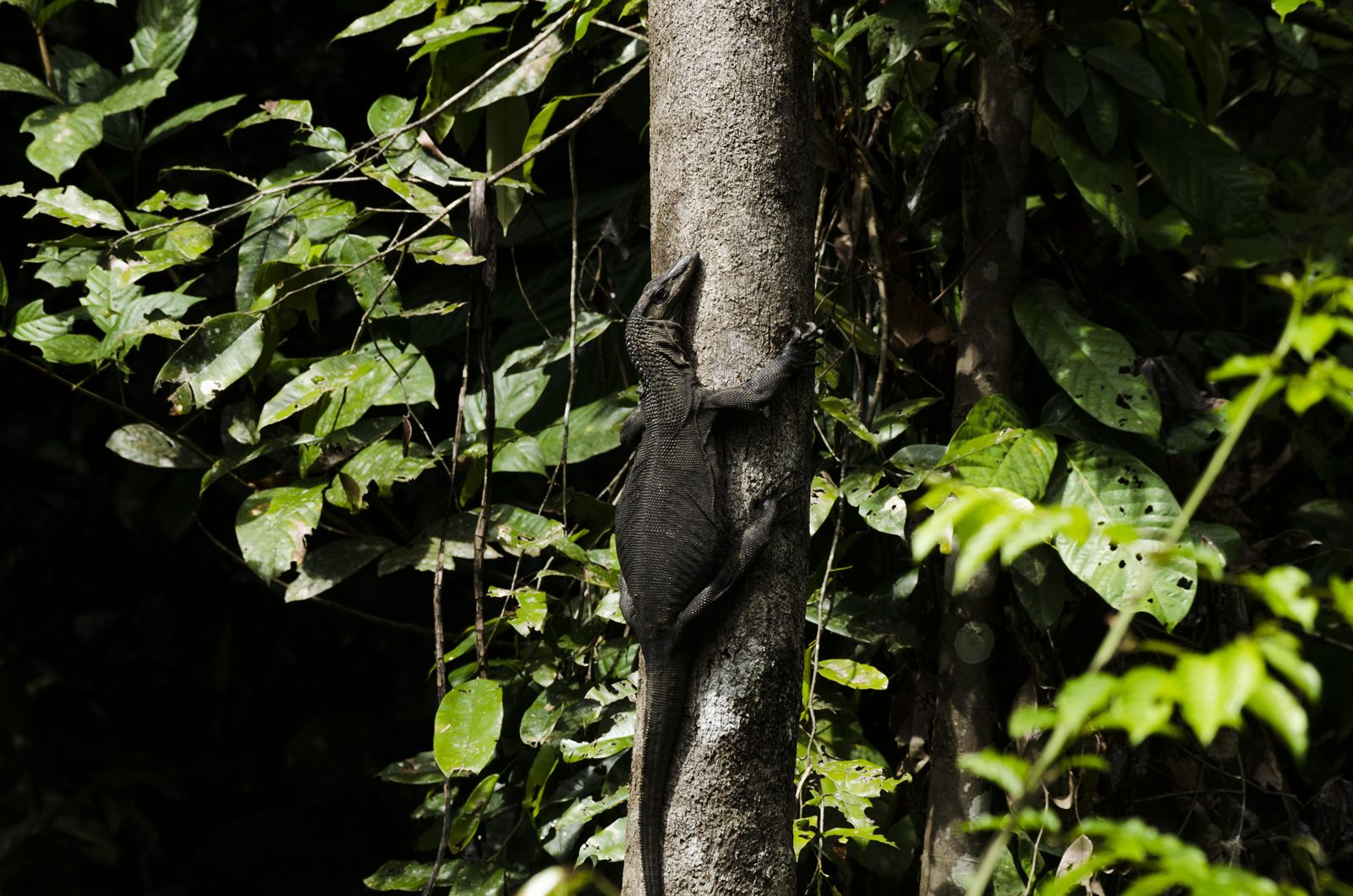 Rough-necked Monitor Lizard — Borneo wildlife, book, free download, jungle tour, herp tour