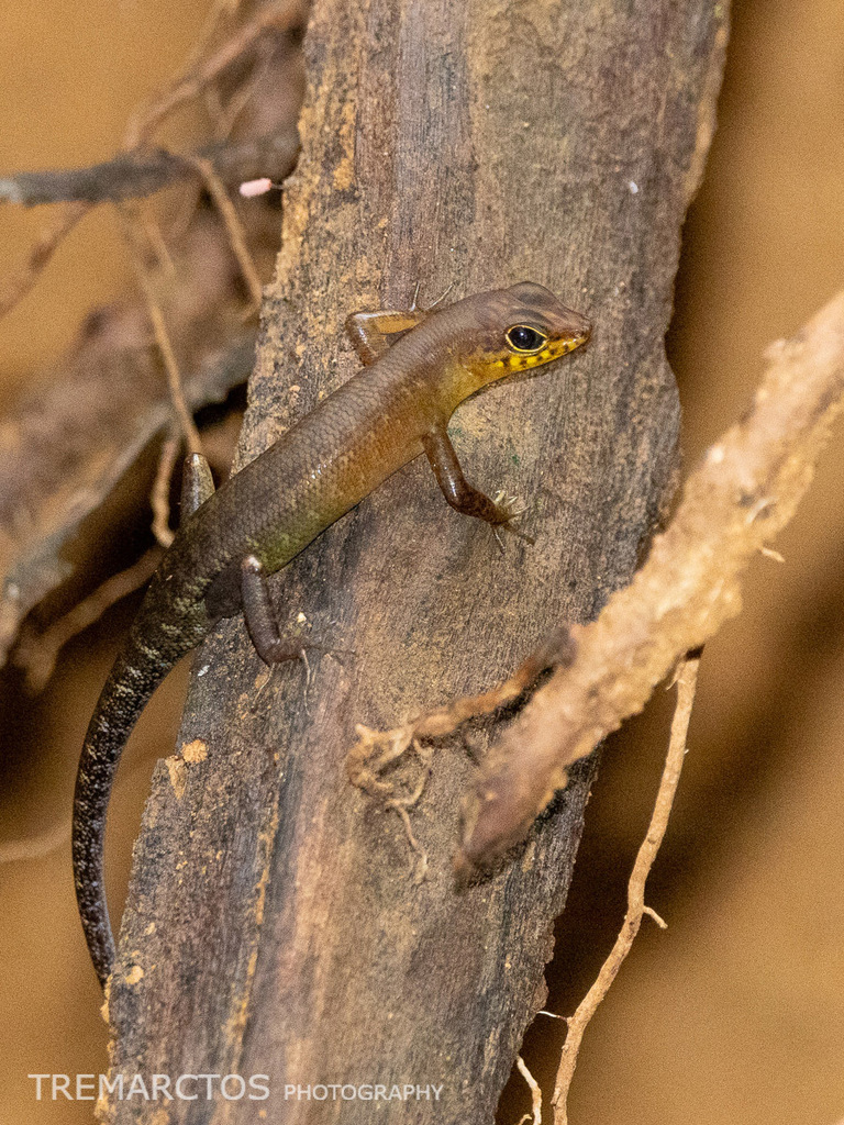 Sabah Forest Skink — Borneo wildlife, book, free download, jungle tour, herp tour