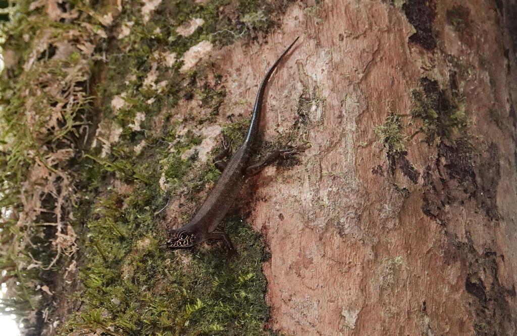 Sabah Forest Skink — Borneo wildlife, book, free download, jungle tour, herp tour