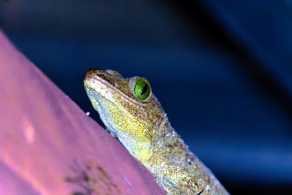 Smith's Giant Gecko — Borneo wildlife, book, free download, jungle tour, herp tour