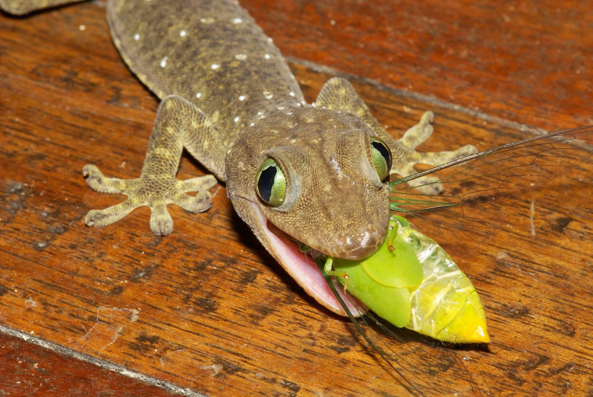 Smith's Giant Gecko — Borneo wildlife, book, free download, jungle tour, herp tour