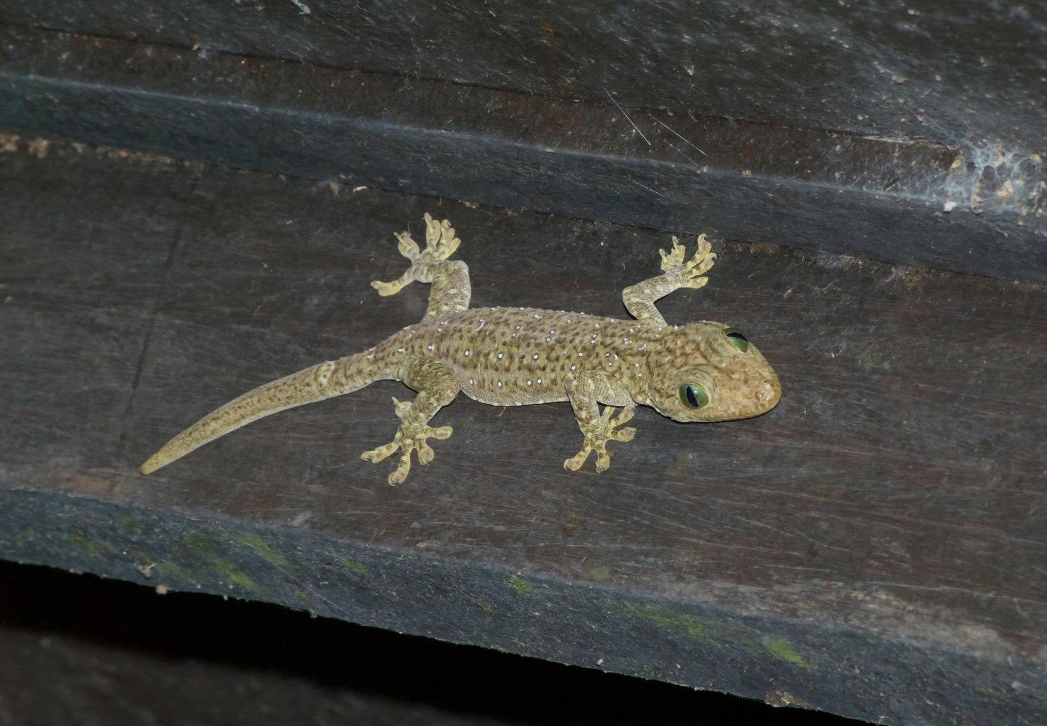 Smith's Giant Gecko — Borneo wildlife, book, free download, jungle tour, herp tour