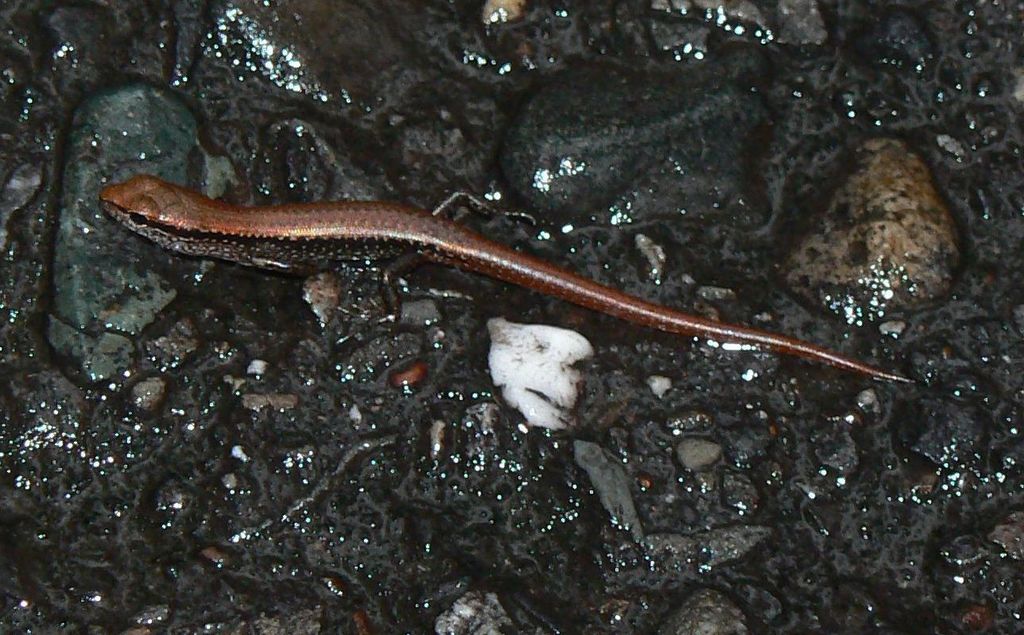 Sphenomorphus kinabaluensis — Borneo wildlife, book, free download, jungle tour, herp tour