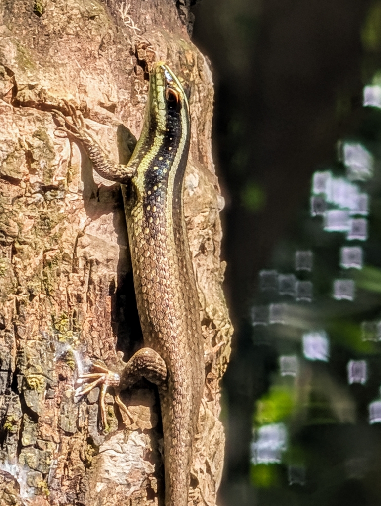 Striped Bornean Tree Skink — Borneo wildlife, book, free download, jungle tour, herp tour