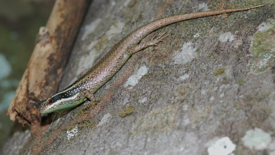Striped Bornean Tree Skink — Borneo wildlife, book, free download, jungle tour, herp tour