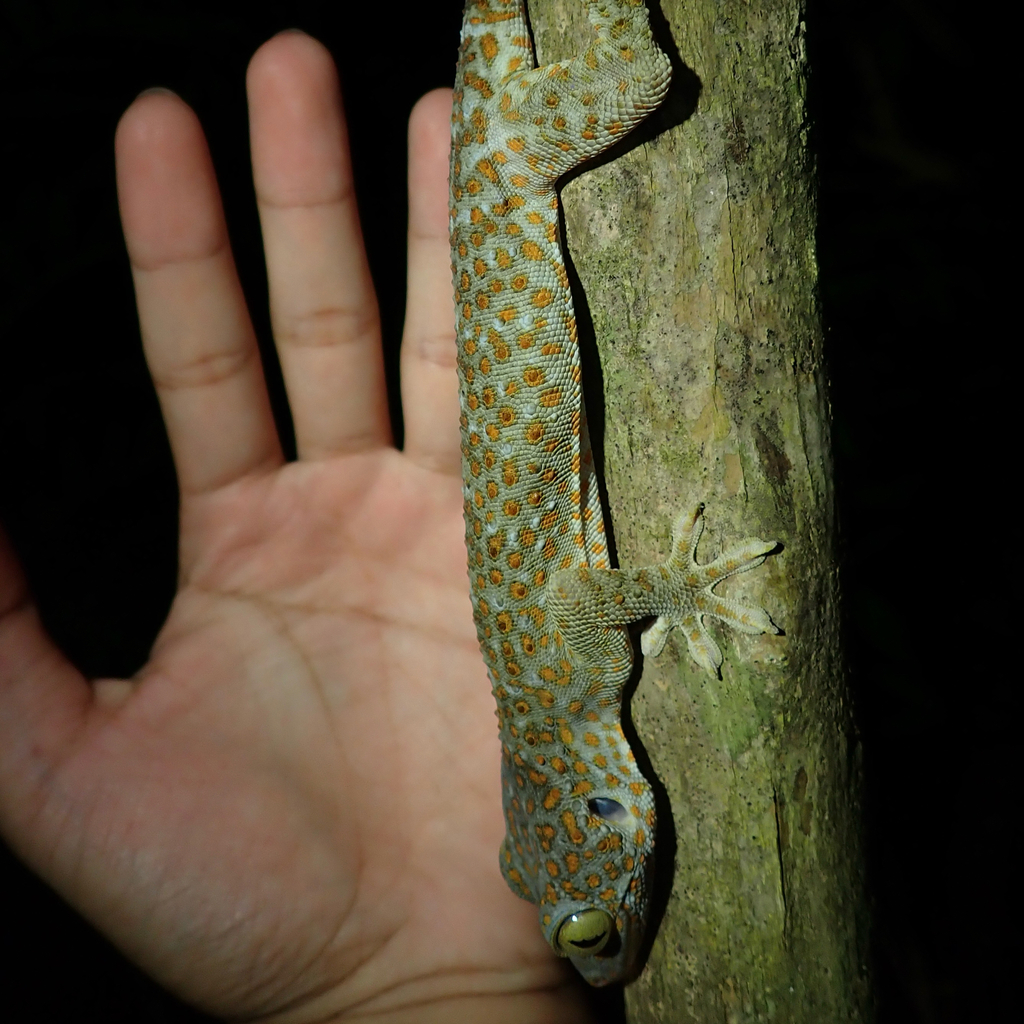 Tokay Gecko — Borneo wildlife, book, free download, jungle tour, herp tour
