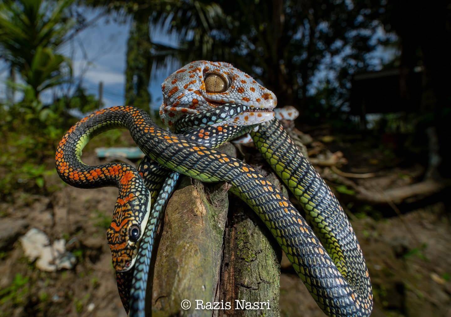 Tokay Gecko — Borneo wildlife, book, free download, jungle tour, herp tour