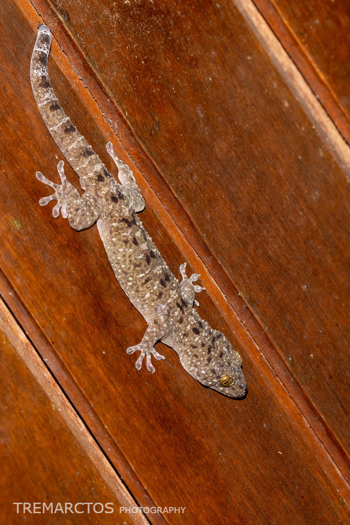 Warty House Gecko — Borneo wildlife, book, free download, jungle tour, herp tour