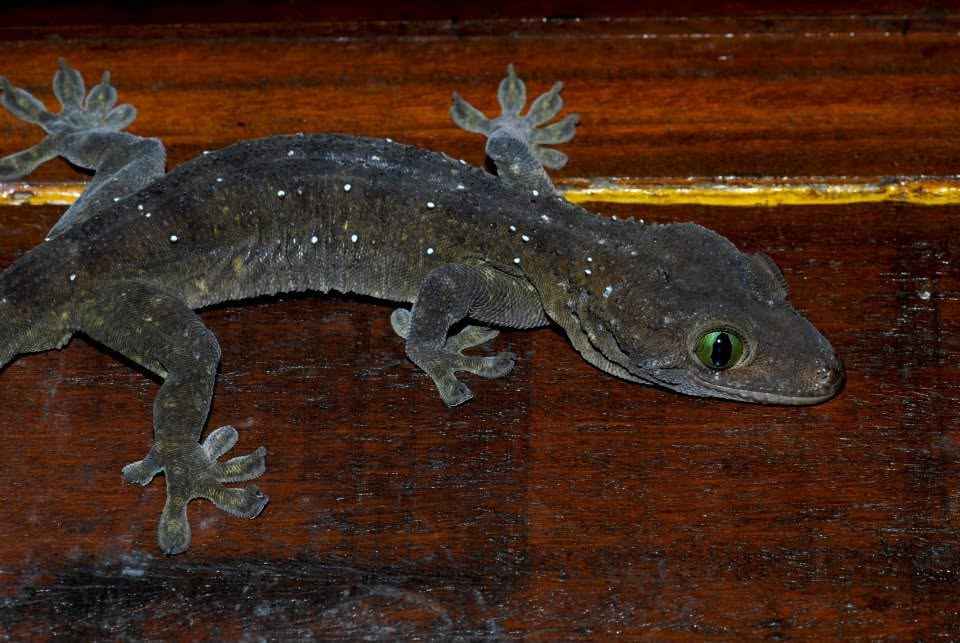 Warty House Gecko — Borneo wildlife, book, free download, jungle tour, herp tour