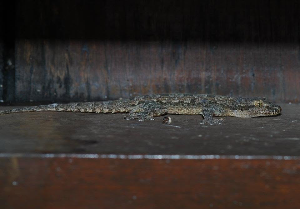 Warty House Gecko — Borneo wildlife, book, free download, jungle tour, herp tour