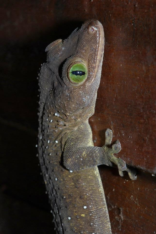 Warty House Gecko — Borneo wildlife, book, free download, jungle tour, herp tour
