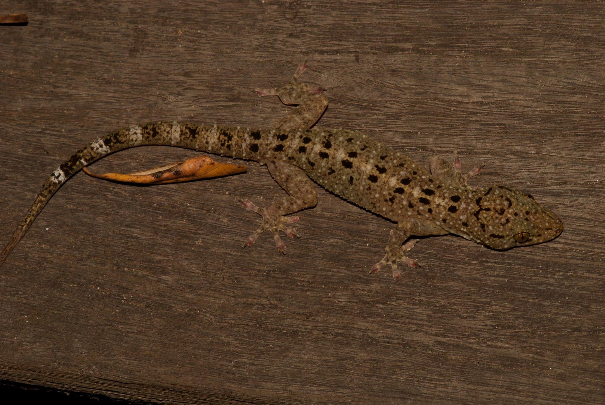 Warty House Gecko — Borneo wildlife, book, free download, jungle tour, herp tour