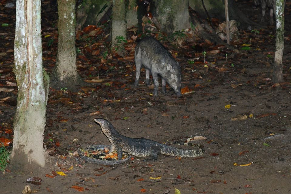 Water Monitor — Borneo wildlife, book, free download, jungle tour, herp tour
