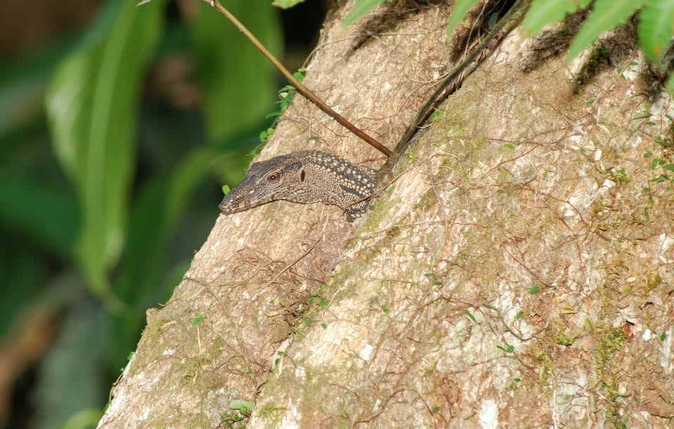 Water Monitor — Borneo wildlife, book, free download, jungle tour, herp tour