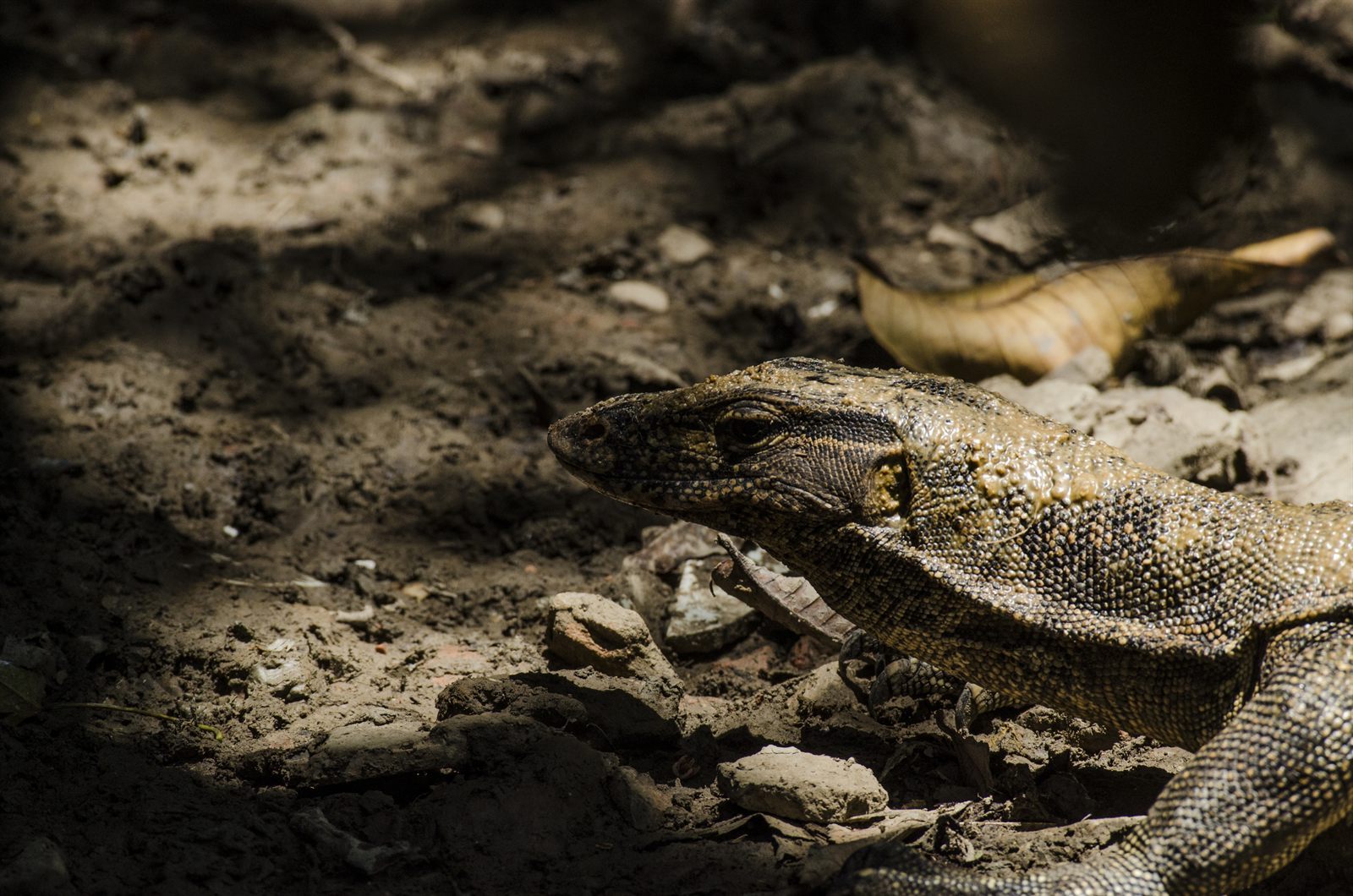 Water Monitor — Borneo wildlife, book, free download, jungle tour, herp tour