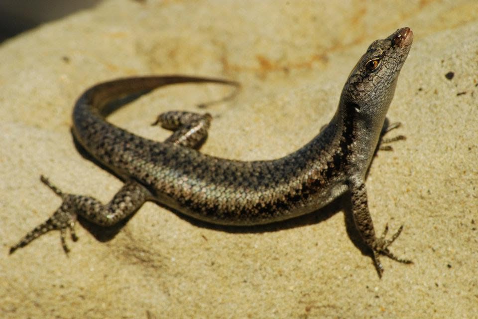 Water Skink (sp.) — Borneo wildlife, book, free download, jungle tour, herp tour