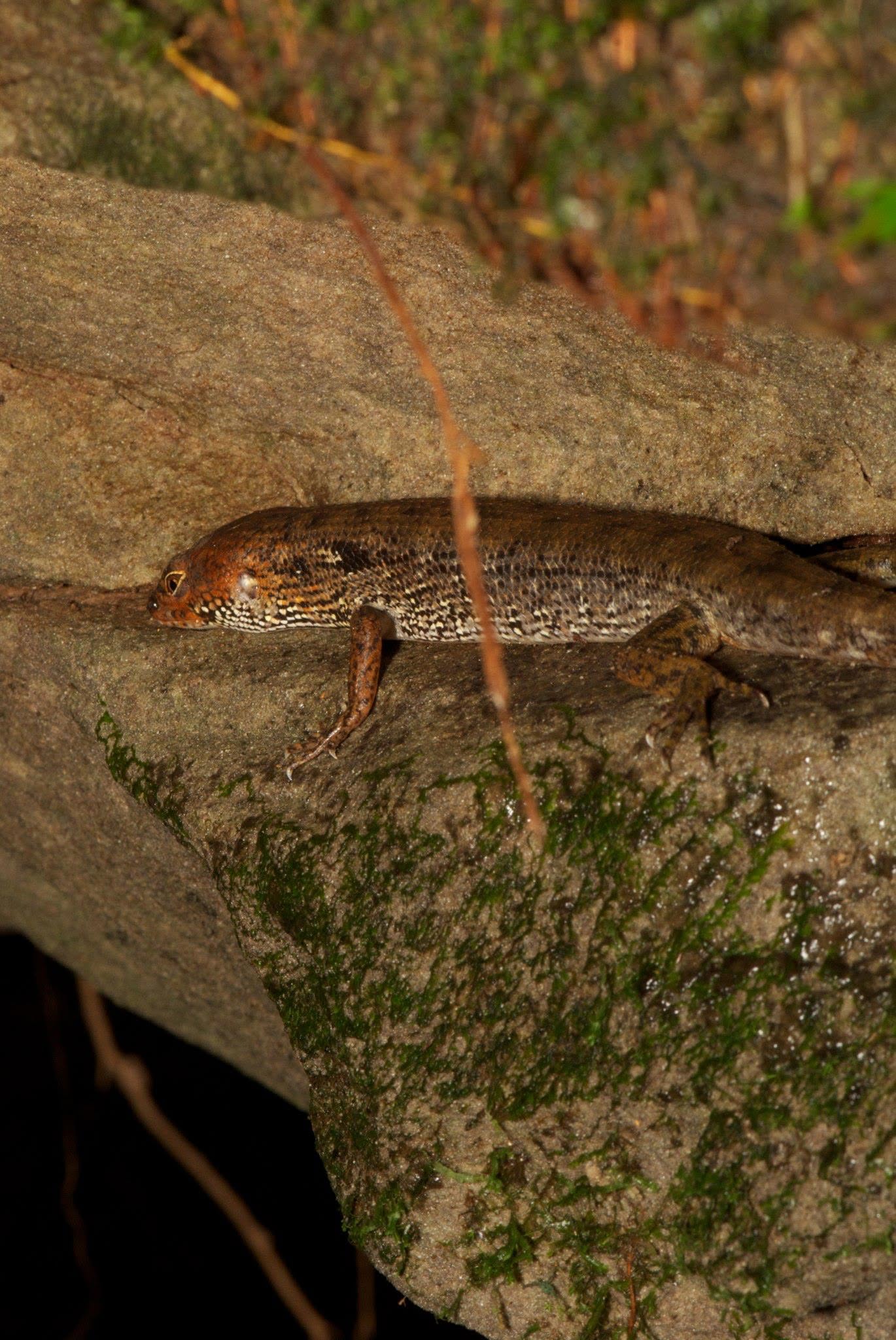 Water Skink (sp.) — Borneo wildlife, book, free download, jungle tour, herp tour