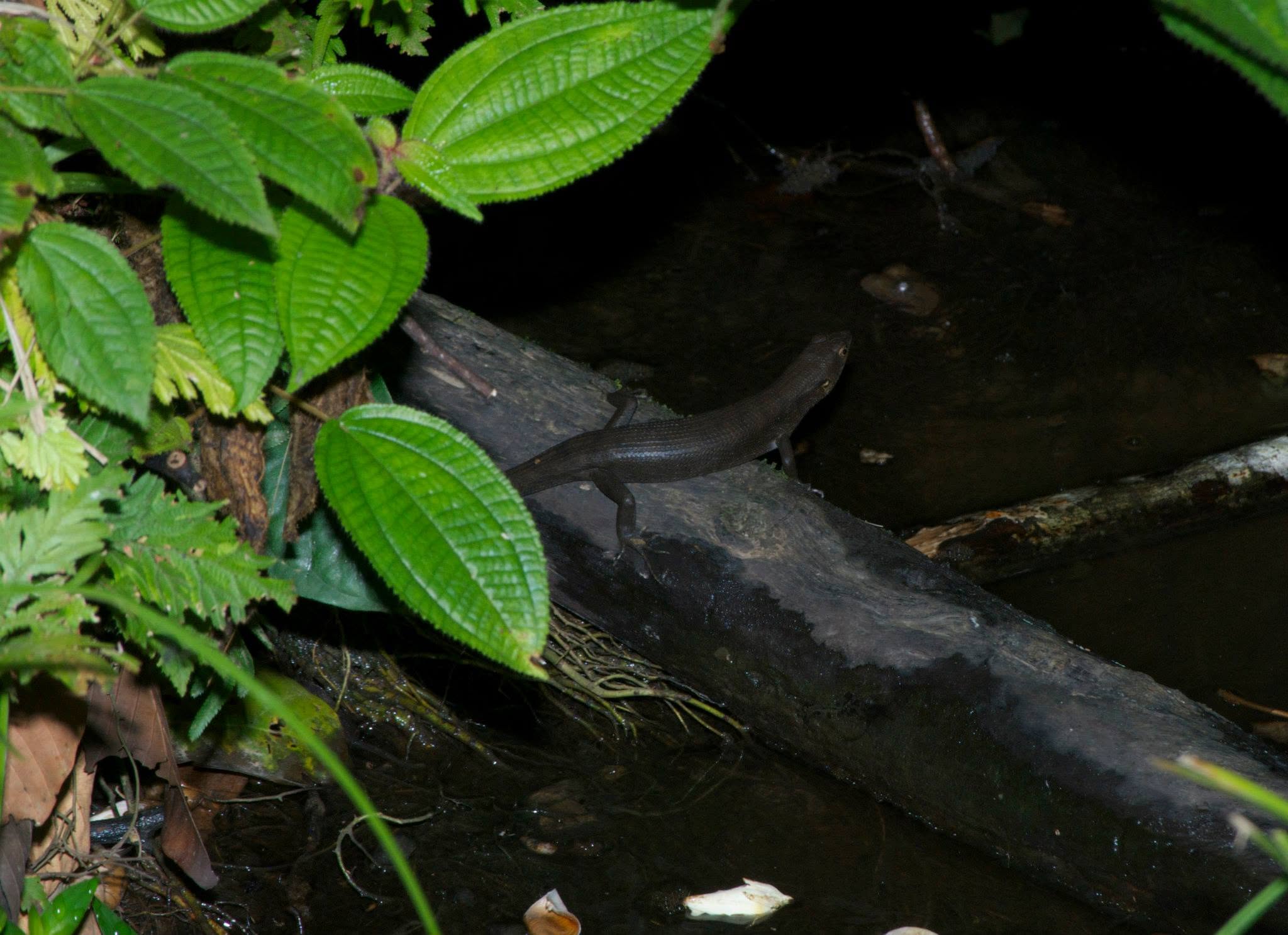 Water Skink (sp.) — Borneo wildlife, book, free download, jungle tour, herp tour