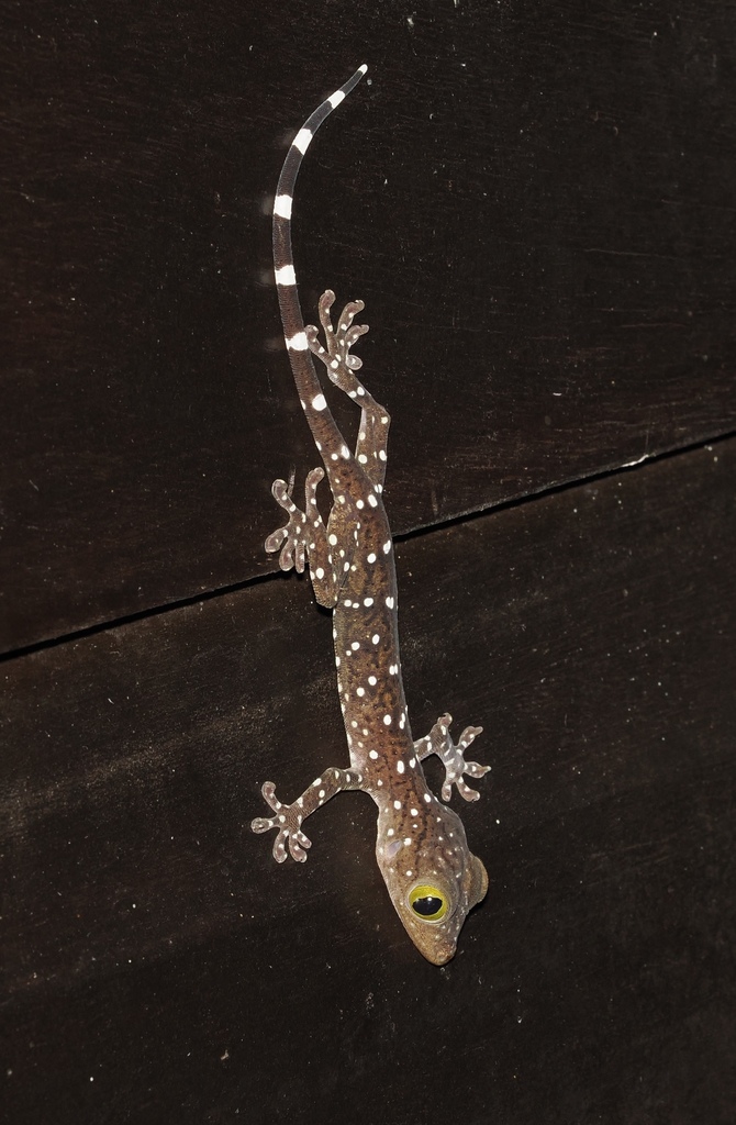 White-banded Narrow-disked Gecko — Borneo wildlife, book, free download, jungle tour, herp tour