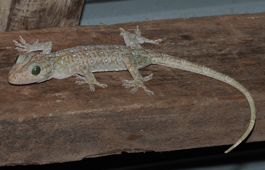 White-banded Narrow-disked Gecko — Borneo wildlife, book, free download, jungle tour, herp tour