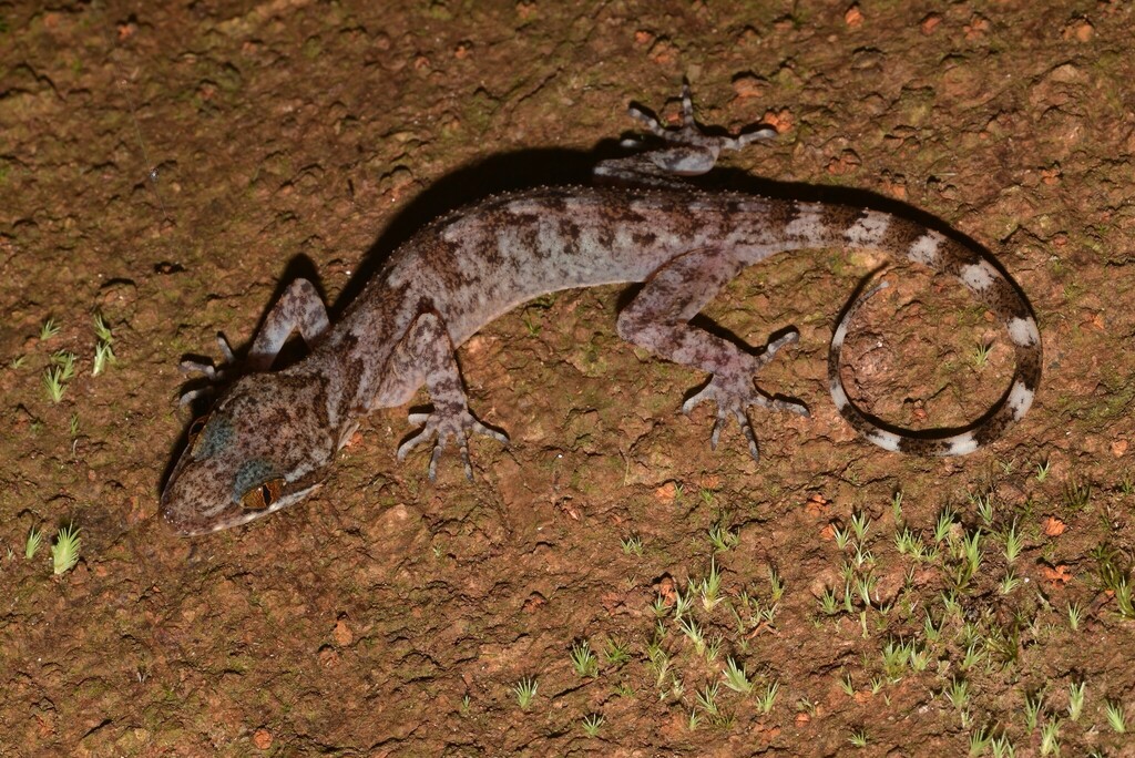 Yoshi's Bent-toed Gecko — Borneo wildlife, book, free download, jungle tour, herp tour