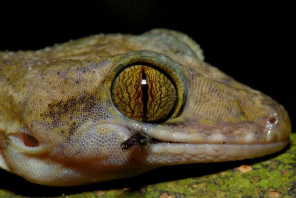 Yoshi's Bent-toed Gecko — Borneo wildlife, book, free download, jungle tour, herp tour