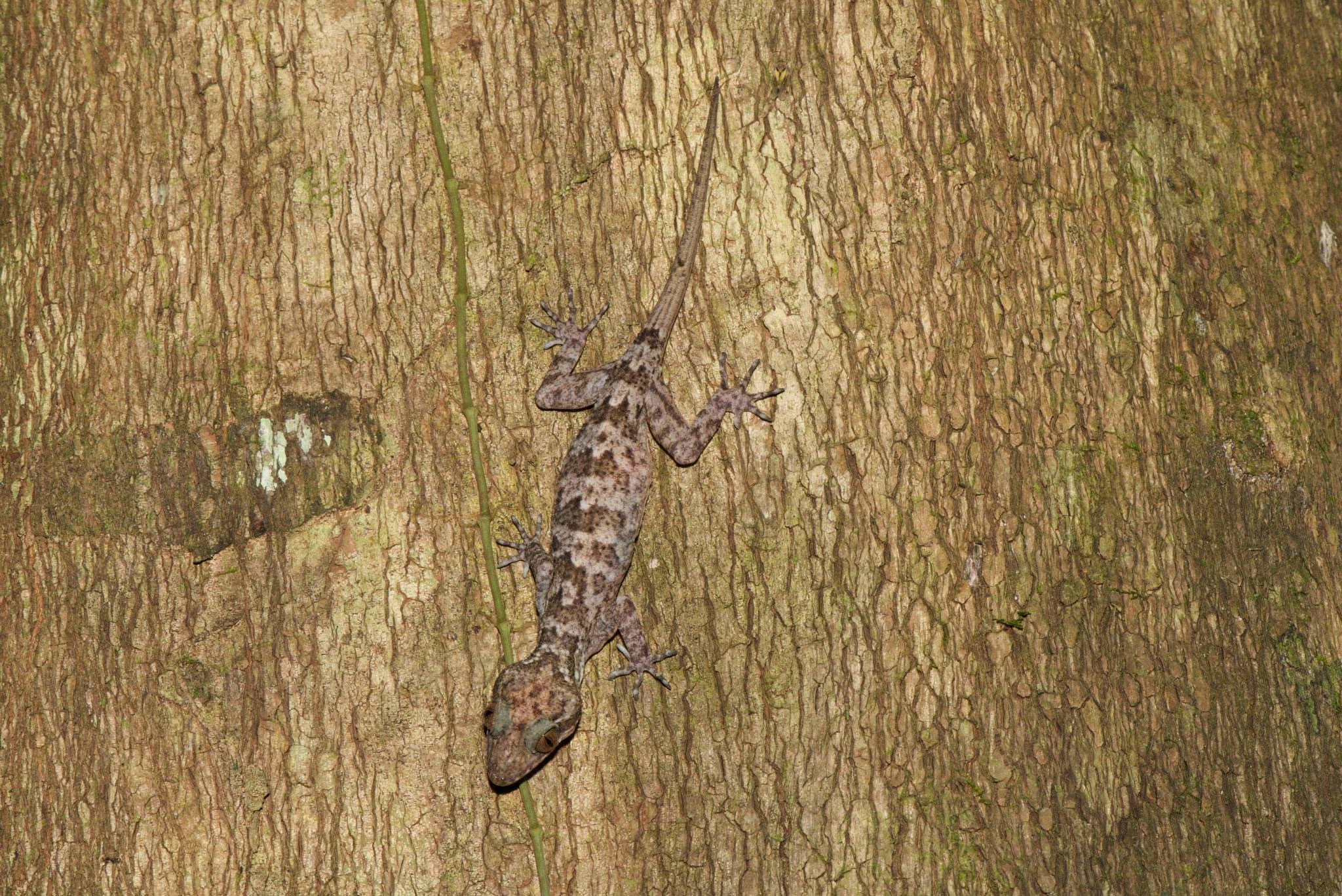 Yoshi's Bent-toed Gecko — Borneo wildlife, book, free download, jungle tour, herp tour