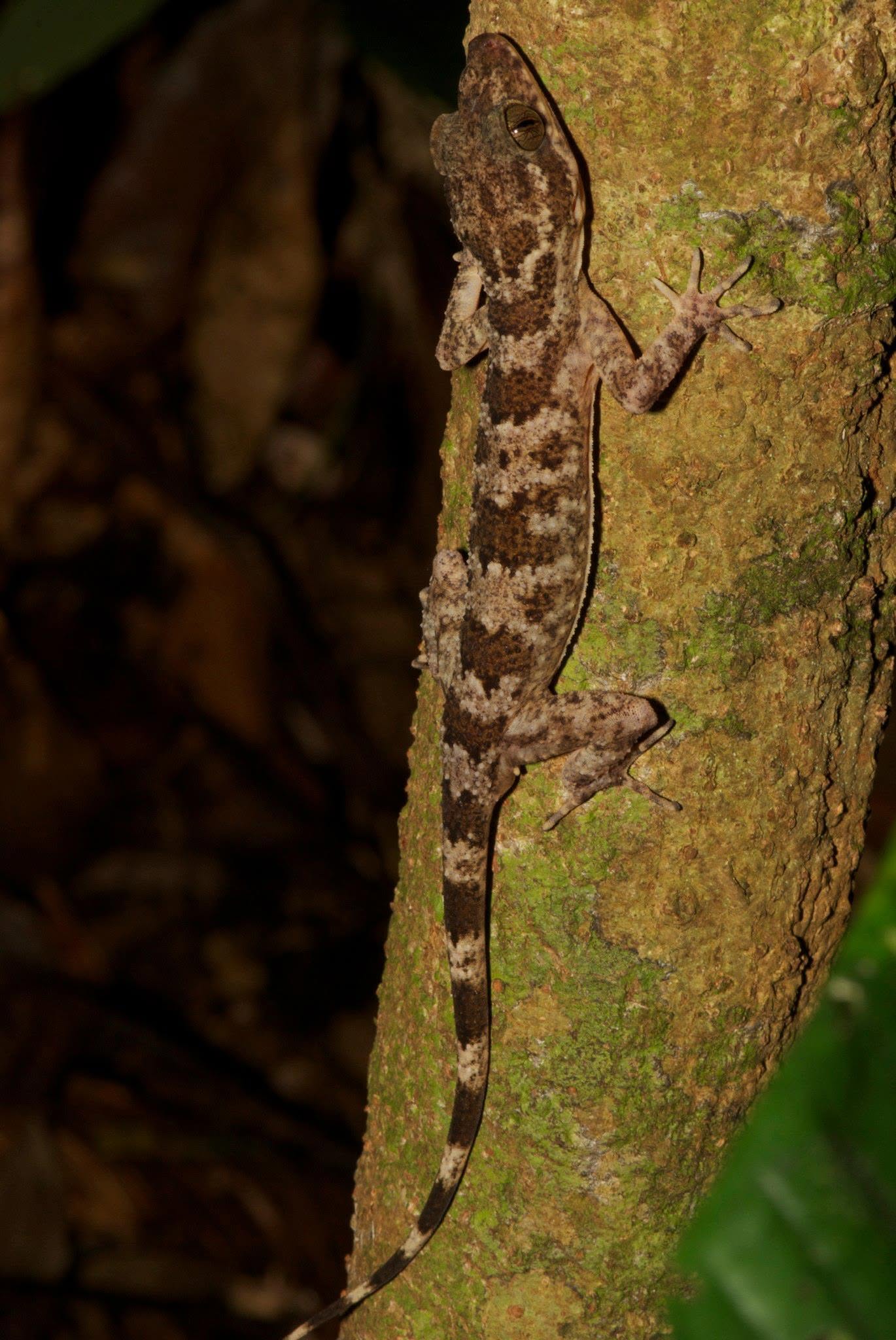 Yoshi's Bent-toed Gecko — Borneo wildlife, book, free download, jungle tour, herp tour
